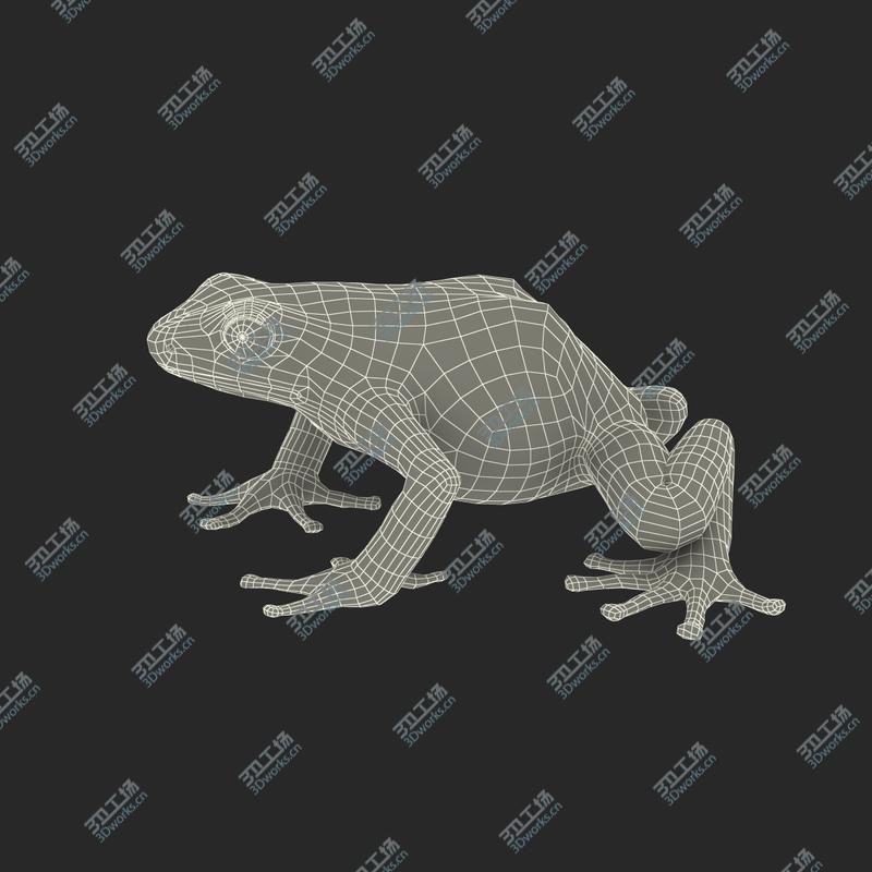 images/goods_img/202105073/Poison Dart Frog Rigged for Maya/4.jpg